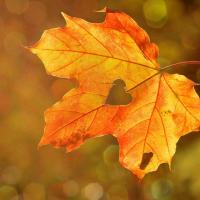 Adaptation et émotions