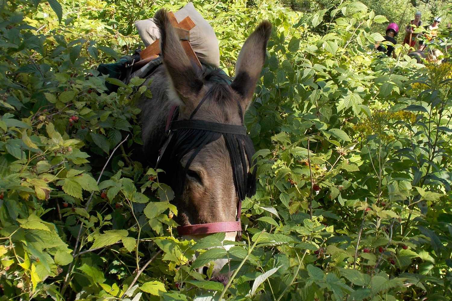 chasse au trésor  