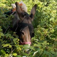 chasse au trésor  