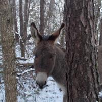 Cache cache avec les arbres 