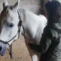 kinésiologie animale 