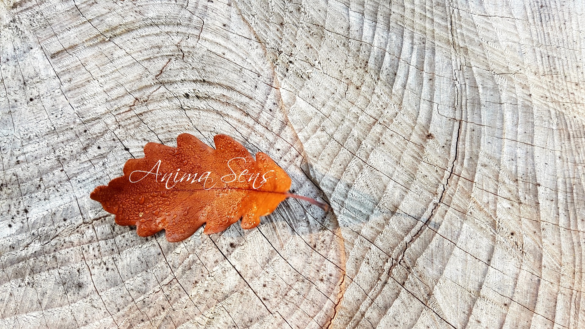 Anima sens