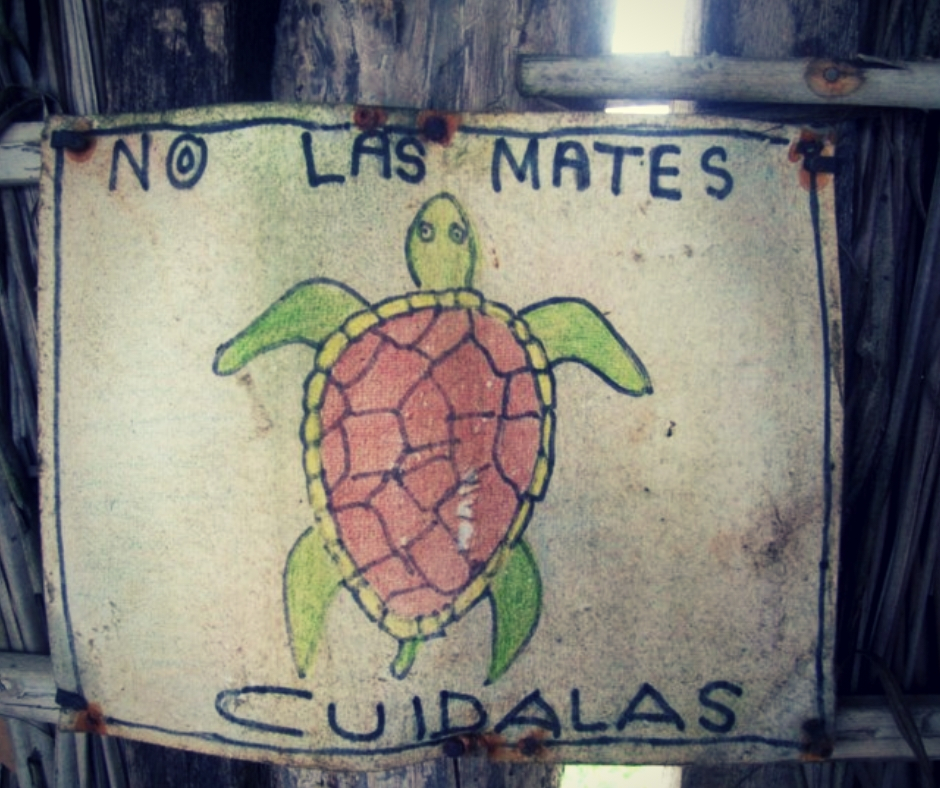 protection tortue