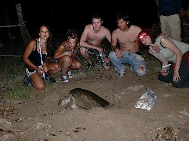 protection tortue